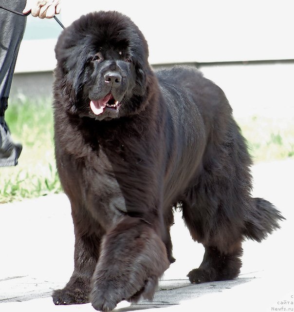 Фото: ньюфаундленд Markiza iz Medvej'ego YAra (Маркиза из Медвежьего Яра)