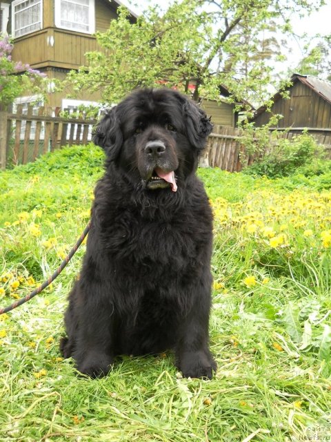 Фото: ньюфаундленд Arabella Doch' Vivata (Арабелла Дочь Вивата)