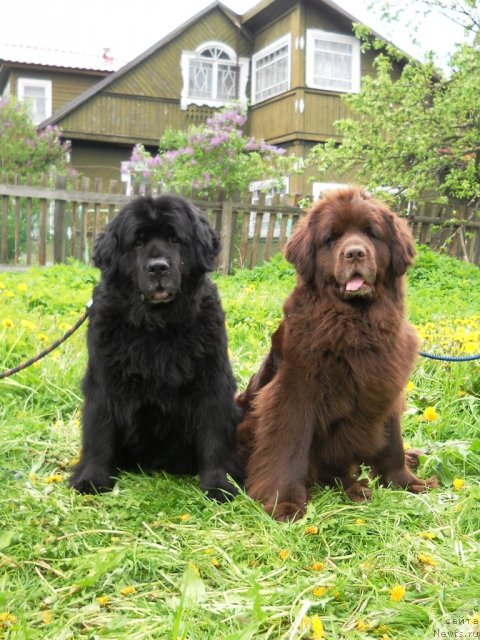 Фото: ньюфаундленд Arabella Doch' Vivata (Арабелла Дочь Вивата), ньюфаундленд Fann'yuf Akudzyava Nazarovna (Фанньюф Акудзява Назаровна)