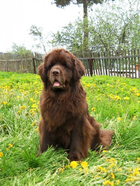 Фото: ньюфаундленд Fann'yuf Akudzyava Nazarovna (Фанньюф Акудзява Назаровна)