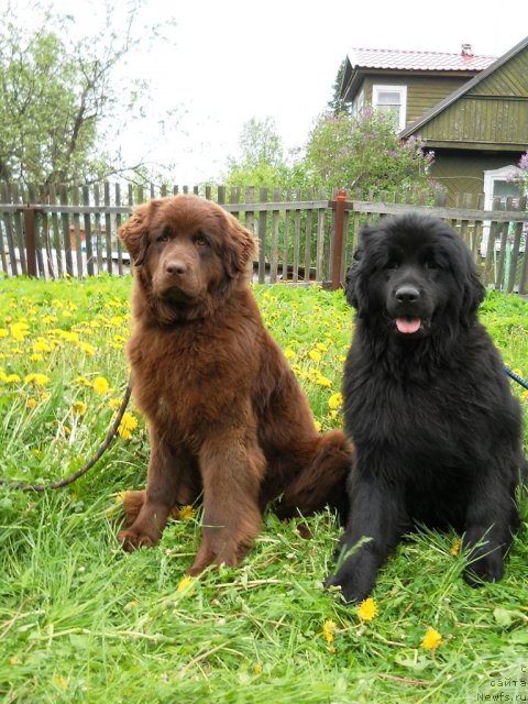 Фото: ньюфаундленд Fann'yuf Al'felina Bledans (Фанньюф Альфелина Бледанс), ньюфаундленд Fann'yuf Anna Barbara Iuliya (Фанньюф Анна Барбара Иулия)