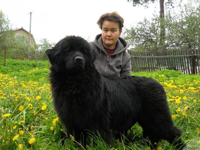 Фото: ньюфаундленд Fann'yuf Al'felina Bledans (Фанньюф Альфелина Бледанс)