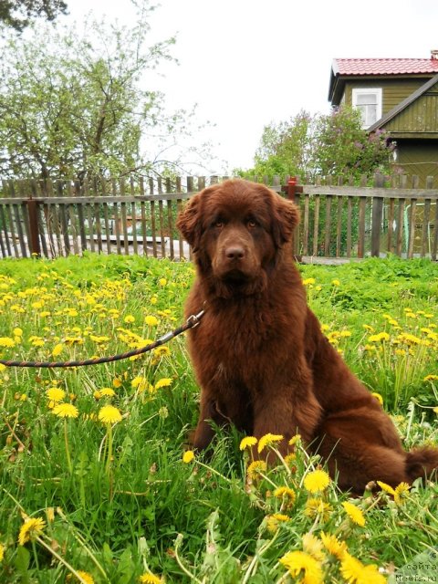 Фото: ньюфаундленд Fann'yuf Anna Barbara Iuliya (Фанньюф Анна Барбара Иулия)