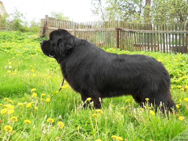 Фото: ньюфаундленд Aquatoriya Kelvin Kilimandzharo (Акватория Келвин Килиманджаро)