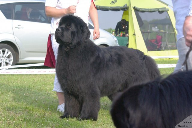 Фото: ньюфаундленд Captain Crush Logrus