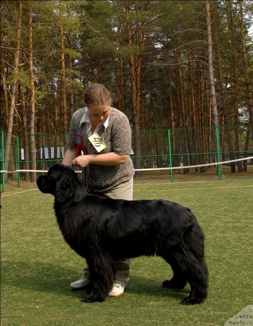 Фото: ньюфаундленд Formula Lyubvi ot Sibirskogo Medvedya (Формула Любви от Сибирского Медведя)