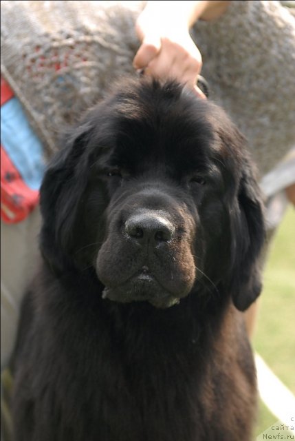 Фото: ньюфаундленд Formula Lyubvi ot Sibirskogo Medvedya (Формула Любви от Сибирского Медведя)