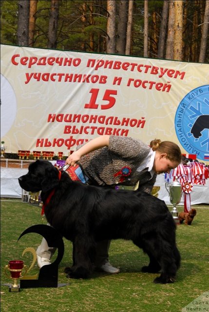 Фото: ньюфаундленд Formula Lyubvi ot Sibirskogo Medvedya (Формула Любви от Сибирского Медведя)