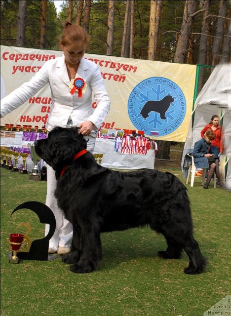 Фото: ньюфаундленд Akvatoriya Kelvin Golubaya Laguna (Акватория Келвин Голубая Лагуна)