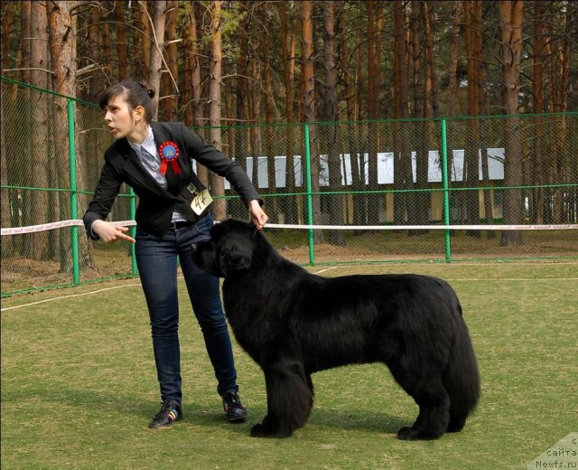 Фото: ньюфаундленд Aquatoriya Kelvin Impressa (Акватория Келвин Импресса)