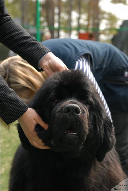 Фото: ньюфаундленд Aquatoriya Kelvin Impressa (Акватория Келвин Импресса)