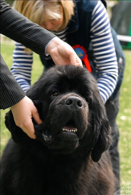 Фото: ньюфаундленд Aquatoriya Kelvin Impressa (Акватория Келвин Импресса)