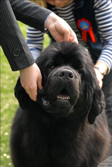 Фото: ньюфаундленд Aquatoriya Kelvin Impressa (Акватория Келвин Импресса)