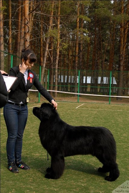 Фото: ньюфаундленд Aquatoriya Kelvin Impressa (Акватория Келвин Импресса)