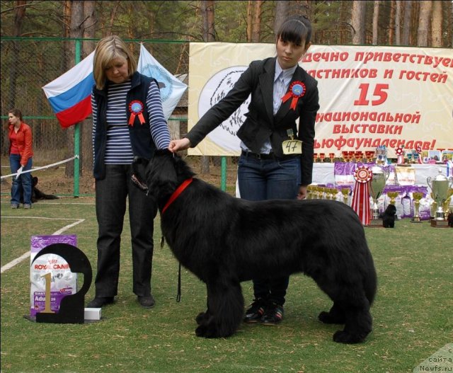 Фото: ньюфаундленд Aquatoriya Kelvin Impressa (Акватория Келвин Импресса)