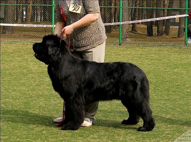 Фото: ньюфаундленд Marfa Dlja Tihogo Omuta iz Plemeni Kedra (Марфа для Тихого Омута из Племени Кедра)