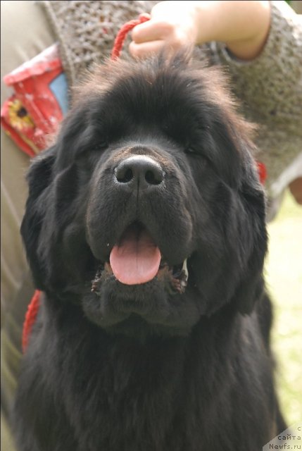 Фото: ньюфаундленд Marfa Dlja Tihogo Omuta iz Plemeni Kedra (Марфа для Тихого Омута из Племени Кедра)