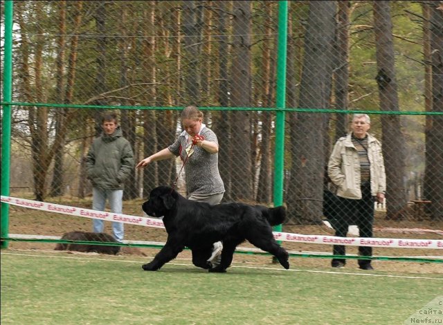Фото: ньюфаундленд Marfa Dlja Tihogo Omuta iz Plemeni Kedra (Марфа для Тихого Омута из Племени Кедра)