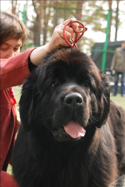 Фото: ньюфаундленд Super Premium Glukoza (Супер Премиум Глюкоза)