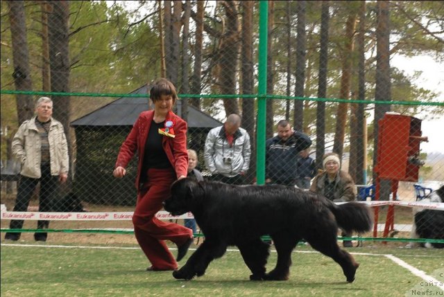 Фото: ньюфаундленд Super Premium Glukoza (Супер Премиум Глюкоза)