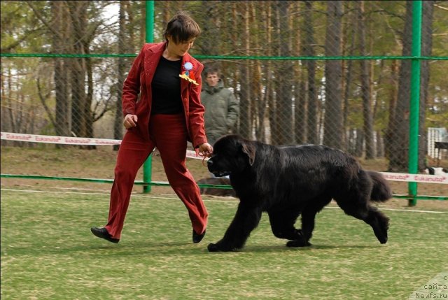 Фото: ньюфаундленд Super Premium Glukoza (Супер Премиум Глюкоза)