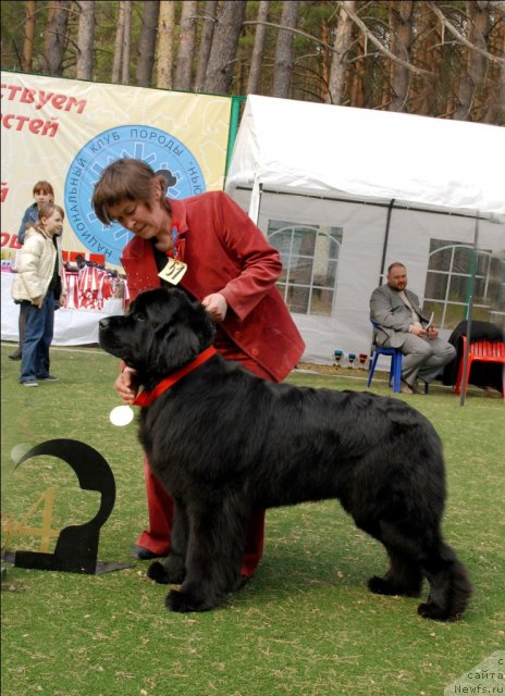 Фото: ньюфаундленд Super Premium Glukoza (Супер Премиум Глюкоза)