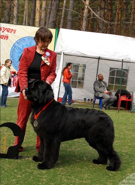 Фото: ньюфаундленд Super Premium Glukoza (Супер Премиум Глюкоза)