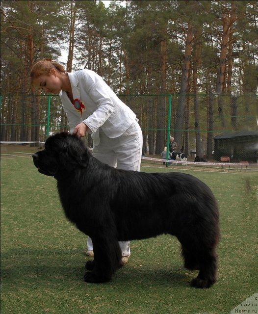 Фото: ньюфаундленд Aquatoriya Kelvin Zvezdnaya Koroleva (Акватория Келвин Звездная Королева)