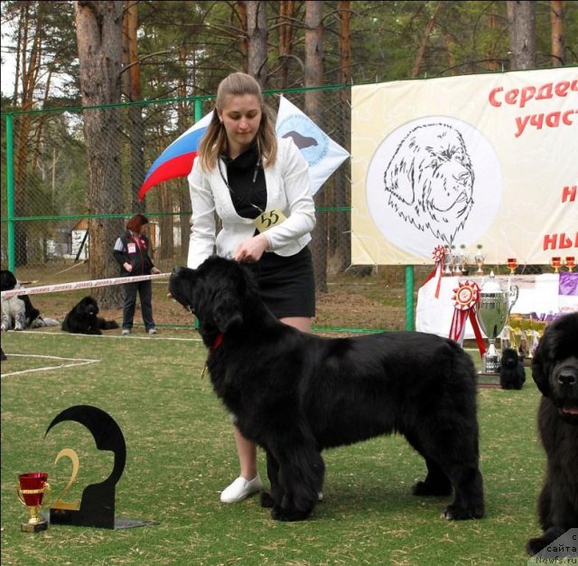 Фото: ньюфаундленд Radmila Vialiki Miadzvedz