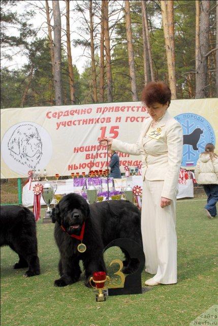 Фото: ньюфаундленд Dynasty Queen iz Medvejyego Yara (Династия Квин из Медвежьего Яра)