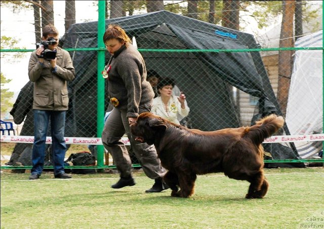 Фото: ньюфаундленд Koketka ot CHannel iz Medvej'ego YAra (Кокетка от Чаннел из Медвежьего Яра)