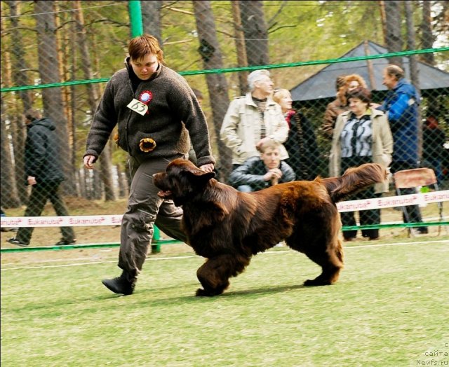 Фото: ньюфаундленд Koketka ot CHannel iz Medvej'ego YAra (Кокетка от Чаннел из Медвежьего Яра)