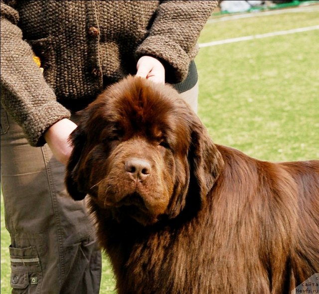 Фото: ньюфаундленд Koketka ot CHannel iz Medvej'ego YAra (Кокетка от Чаннел из Медвежьего Яра)