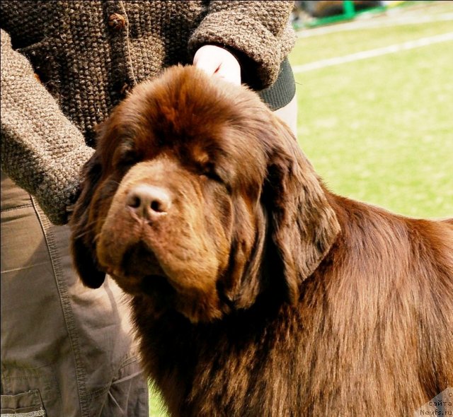 Фото: ньюфаундленд Koketka ot CHannel iz Medvej'ego YAra (Кокетка от Чаннел из Медвежьего Яра)