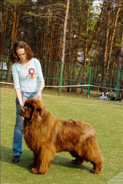 Фото: ньюфаундленд Mega Star iz Arkaima (Мега Стар из Аркаима)
