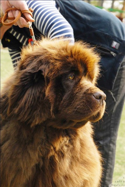 Фото: ньюфаундленд Mega Star iz Arkaima (Мега Стар из Аркаима)