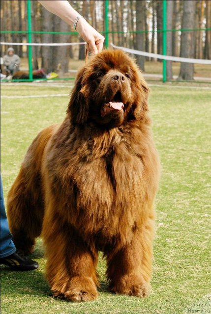 Фото: ньюфаундленд Mega Star iz Arkaima (Мега Стар из Аркаима)