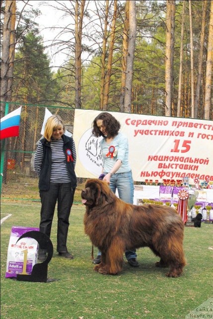 Фото: ньюфаундленд Mega Star iz Arkaima (Мега Стар из Аркаима)