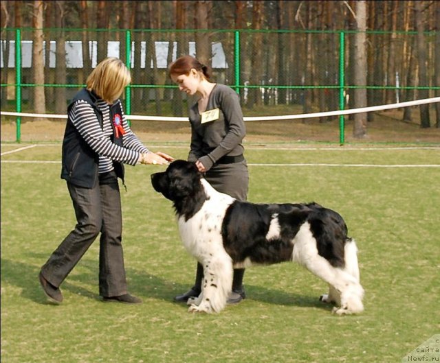 Фото: ньюфаундленд Piternyuf Prodigy (Питерньюф Продижи)