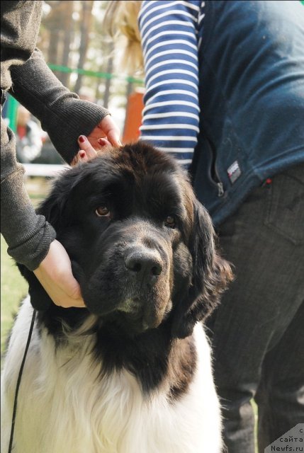 Фото: ньюфаундленд Piternyuf Prodigy (Питерньюф Продижи)