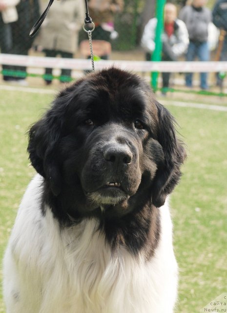 Фото: ньюфаундленд Piternyuf Prodigy (Питерньюф Продижи)
