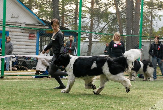 Фото: ньюфаундленд Piternyuf Prodigy (Питерньюф Продижи)