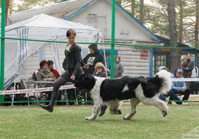 Фото: ньюфаундленд Piternyuf Prodigy (Питерньюф Продижи)