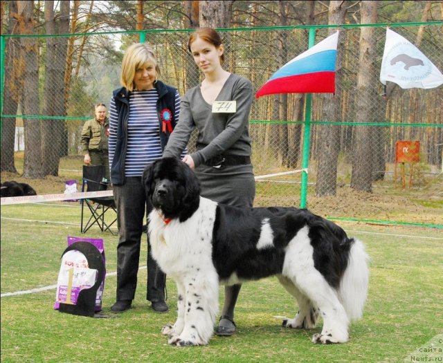 Фото: ньюфаундленд Piternyuf Prodigy (Питерньюф Продижи)