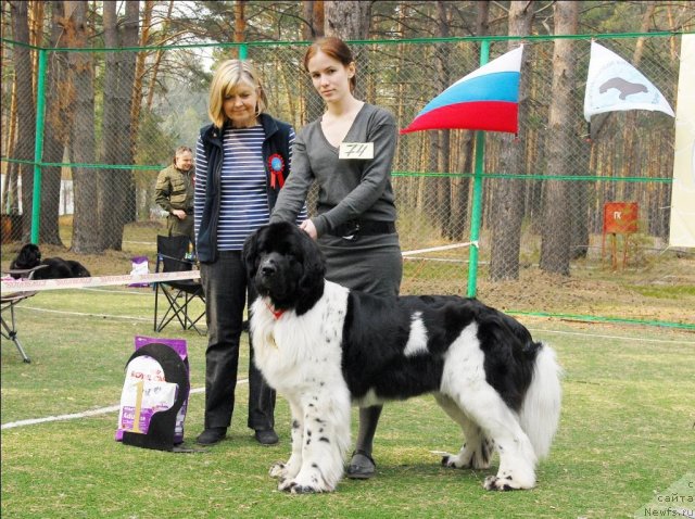 Фото: ньюфаундленд Piternyuf Prodigy (Питерньюф Продижи)