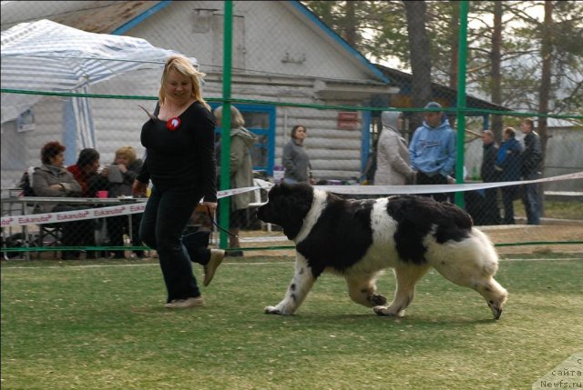 Фото: ньюфаундленд Vesnushka na Shastie (Веснушка на Счастье)