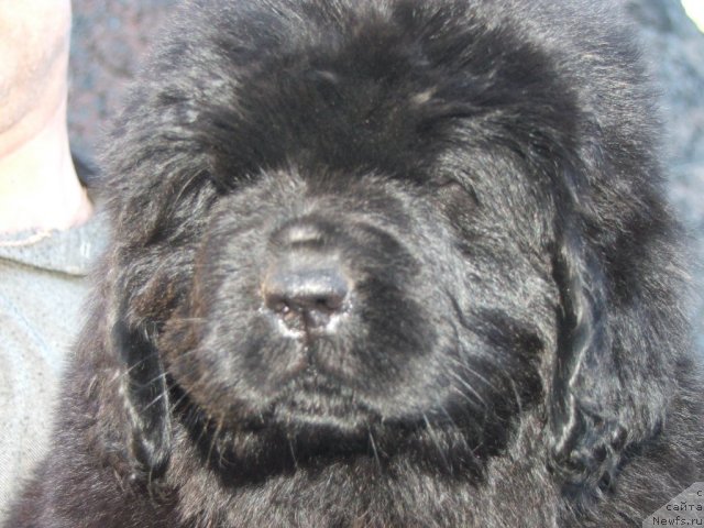 Фото: ньюфаундленд Plushevaya Panda Udivitelnaja Kejt (Плюшевая Панда Удивительная Кейт)