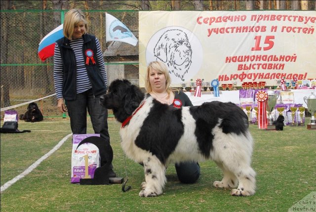 Фото: ньюфаундленд Vesnushka na Shastie (Веснушка на Счастье)