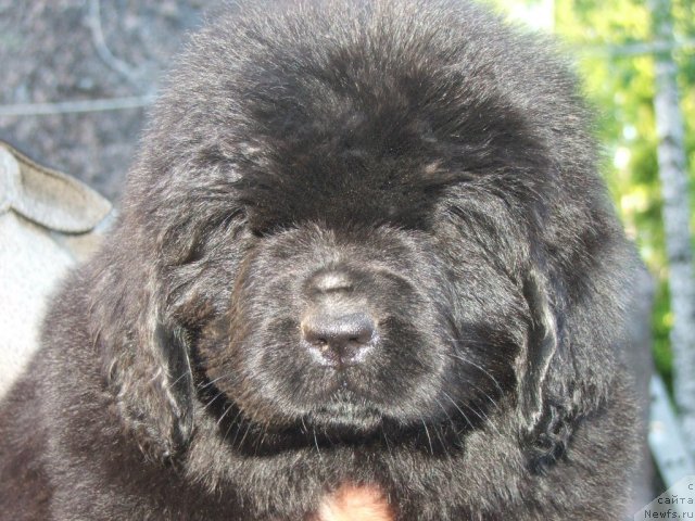 Фото: ньюфаундленд Plushevaya Panda Udivitelnaja Kejt (Плюшевая Панда Удивительная Кейт)