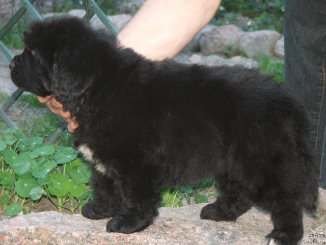 Фото: ньюфаундленд Plushevaya Panda Udivitelnaja Kejt (Плюшевая Панда Удивительная Кейт)